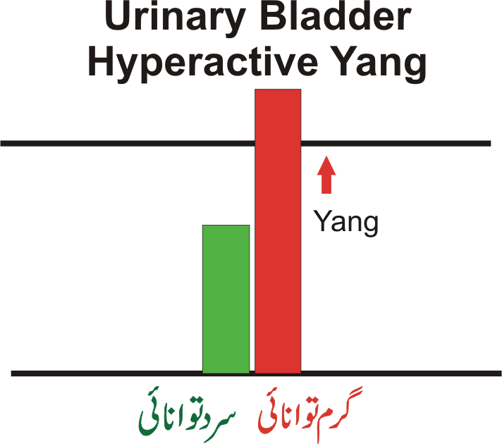 urinary bladder yang